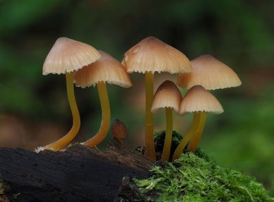 Mycena renati HF.jpg