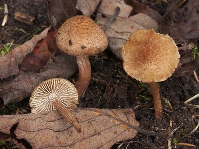 Inocybe-cervicolor-20-9-16-29-kl.jpg