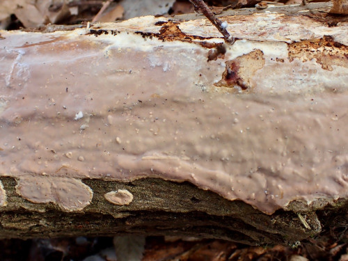 Scytinostroma hemidichophyticum.JPG