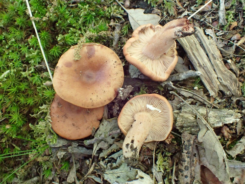 Lactarius decipiens.JPG