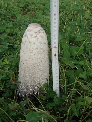 Coprinus comatus;m.Zollstab.JPG