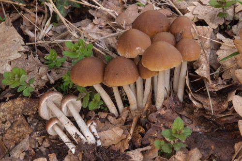 ag_Psathyrel_spadic.jpg