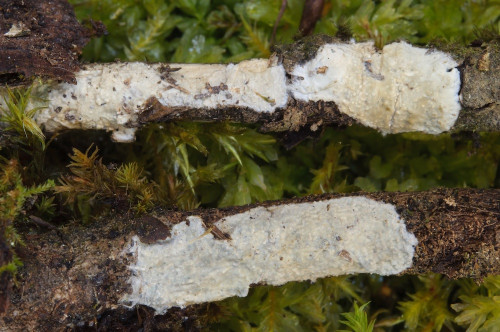 c_Hyphodermella_pallidovirens_2025-03-06-Neudauer Teiche-0032.jpg