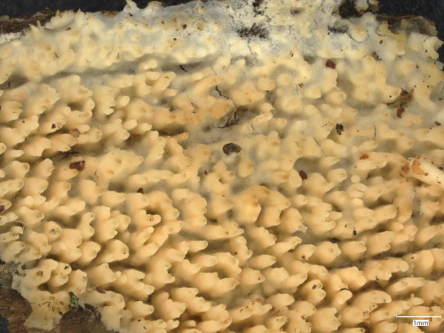 c_Phanerochaete_aculeata_20250224_135123.jpg