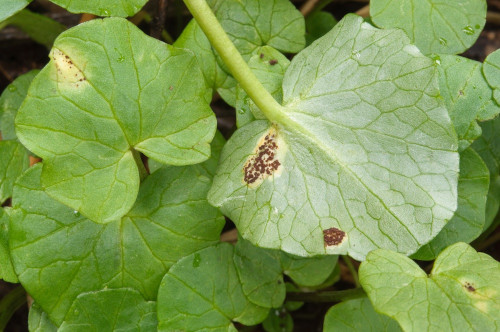 phyt_Urom_ficariae.jpg