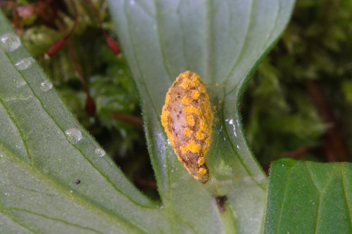 phy_Uromyces_lycoctoni.jpg