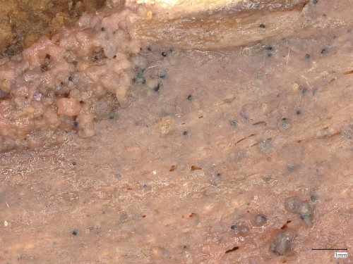 Tulasnella_hyalina_20250514_143053.jpg