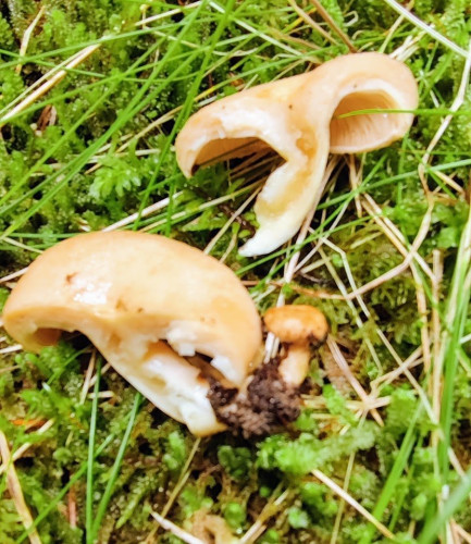 Lactarius spec 2.jpg