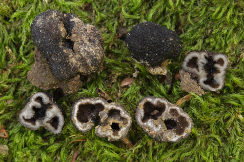 as_Genea dentata.jpg