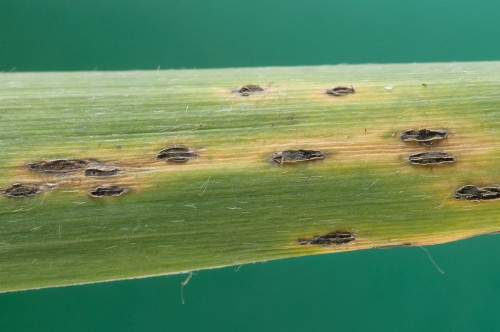 phyt_Hadrotrichum phragmitis auf Phragmites australis.jpg