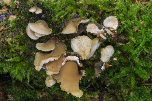 ag_Hohenbuehelia_atrocoerulea.jpg