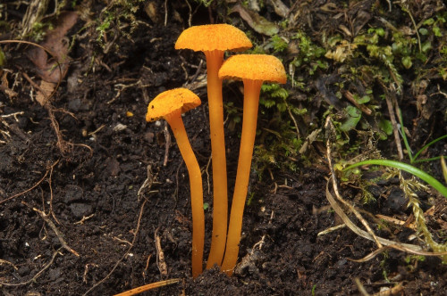 ag_Hygrocybe_lepida.jpg