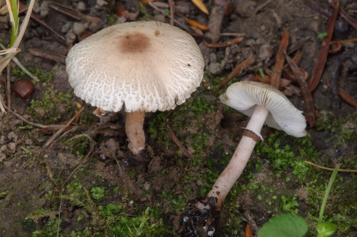 ag_Lepiota_lilacea.jpg