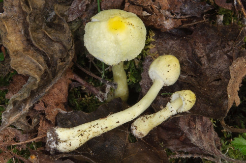 ag_Leucoagaricus_medioflavoides.jpg