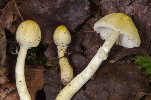 ag_Leucoagaricus_medioflavoides1.jpg