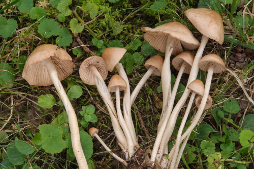 ag_Marasmius_collinus1.jpg