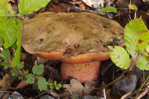 bo_Rubroboletus_rhodoxanthus.jpg