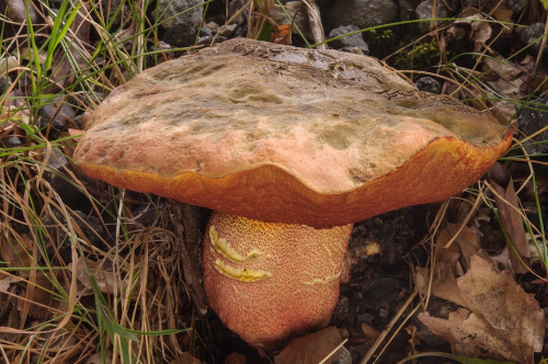 bo_Rubroboletus_rhodoxanthus1.jpg