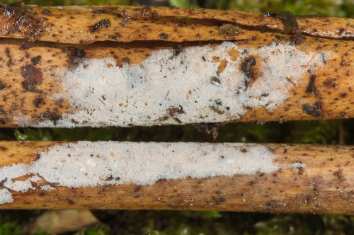 co_Athelopsis_lembospora.jpg