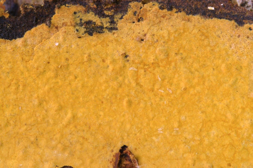 co_Cryustoderma_dryinum1.jpg