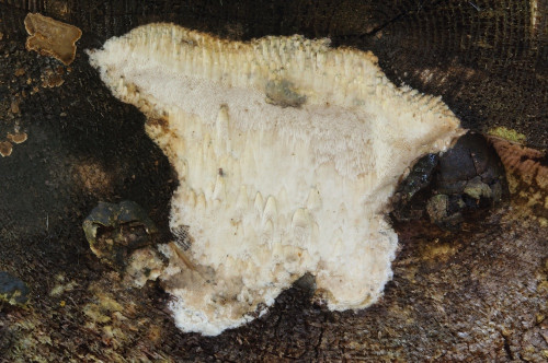 po_Resinoporia_cretacea.jpg