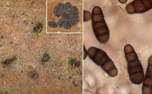 as_Hapalocystis kickxii.jpg