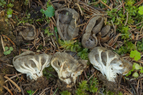 as_Helvella_costifera.jpg