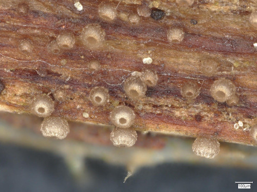 as_Olla millepunctata H+ 1.jpg