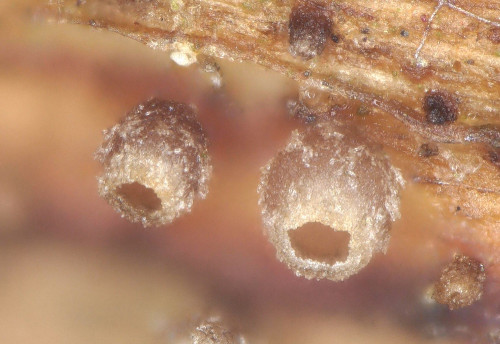 as_Olla millepunctata H+.jpg