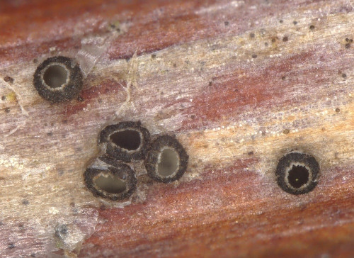 as_Pyrenopeziza rubi.jpg