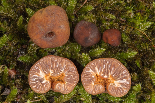 as_Tuber_fulgens.jpg