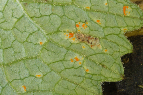 phy_Coleosporium_cacaliae_Adenostyles alpina.jpg
