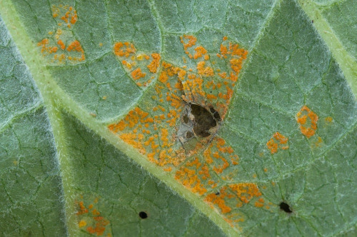 phy_Coleosporium_petasites_Petasites_sp.jpg