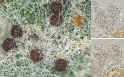 phy_Erysiphe mayoriii var. cicerbitae.jpg