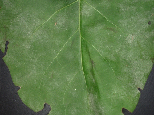 phy_Erysiphe syringae-japonicae 1 Syringae.jpg