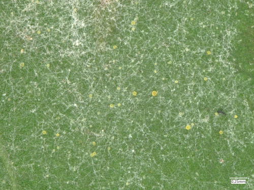 phy_Erysiphe syringae-japonicae Syringae.jpg