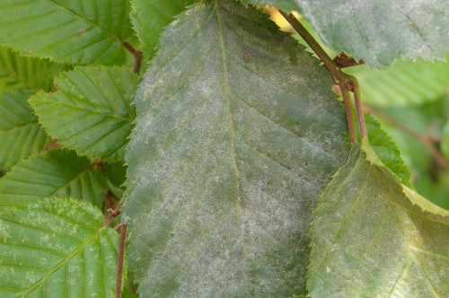 phy_Erysiphe_arcuata.jpg
