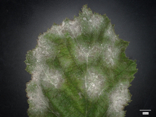 phy_Erysiphe_corylacearum.jpg
