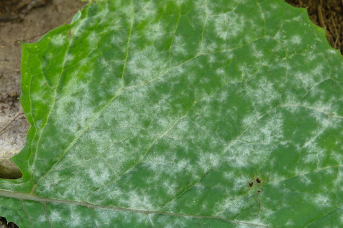 phy_Erysiphe_mayorii_var._cicerbitae_Cicerbita_alpina.jpg