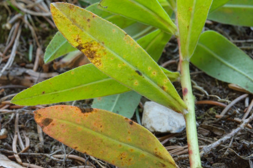 phy_Melampsora_euphorbiae_Euphorbia_cf_austriaca.jpg