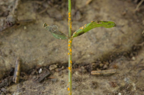phy_Melampsora_lini_Linum_catharticum.jpg