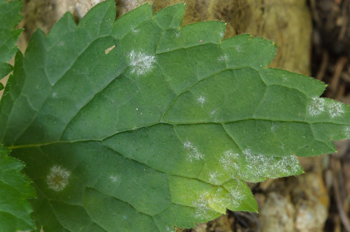 phy_Neoerysiphe_galeopsidis_Galeopsis_speciosa.jpg
