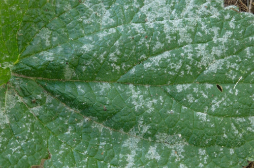 phy_Neoerysiphe_galeopsidis_Stachys_alpina.jpg