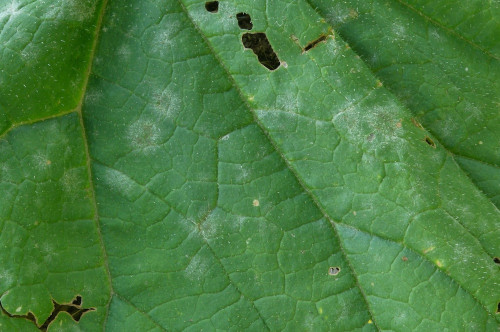 phy_Podosphaera_xanthii_Petasites_sp.jpg