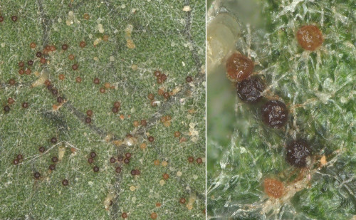 phy_Podosphaera xanthii Makro.jpg