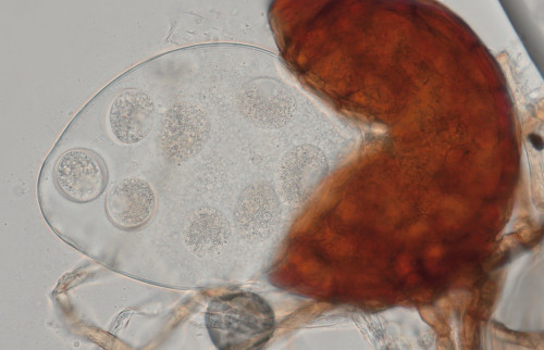 phy_Podosphaera xanthii (Petasites).jpg