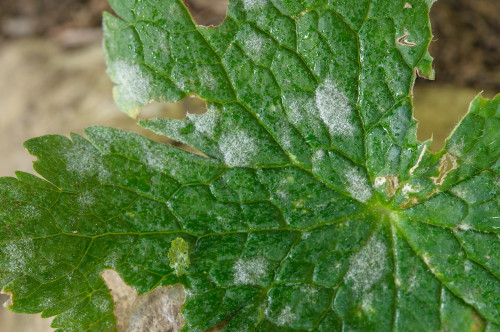 phy_Podosphaera_fugax_Geranium_phaeum.jpg