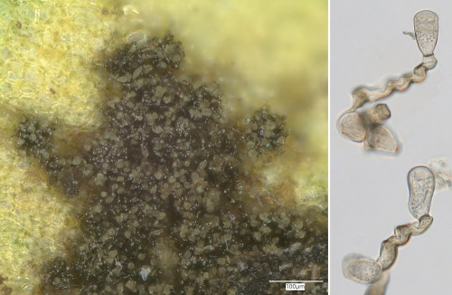phy_Polythrincium trifolii 19.59.34.jpg