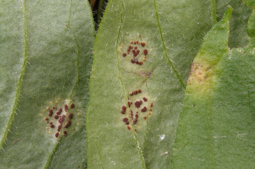 phy_Puccinia arenariae_Silene_dioica.jpg