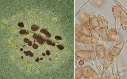phy_Puccinia arenariae.jpg